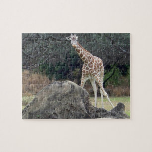 Animal kingdom Reticulated Giraffe