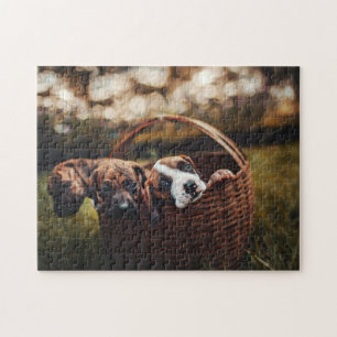 Animal Pic Niedlich Sad Puppy Welpenfotografie Tie