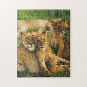 Animal Puzzles Mère et Bébé Animal Lion Photogr