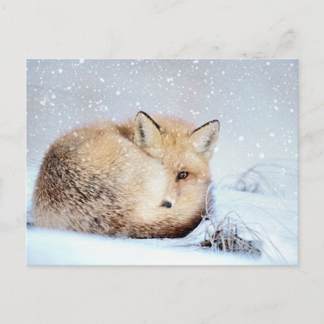 *~* Animal Red Fox Ap18 Artistic Wildlife Snow Postkarte (Vorderseite)