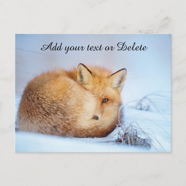*~* Animal Red Fox Ap18 Wildlife Künstlerisch anpa Postkarte (Vorderseite)