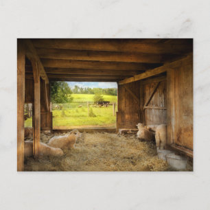 Animal - Sheep - Counting sheep Postkarte