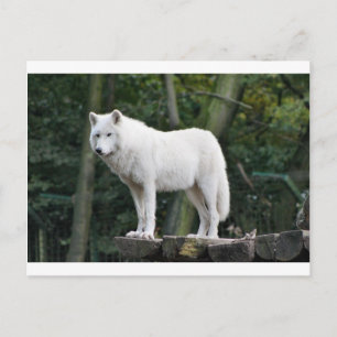 Animal Wolf Nature Peace Liebe Destiny Postkarte