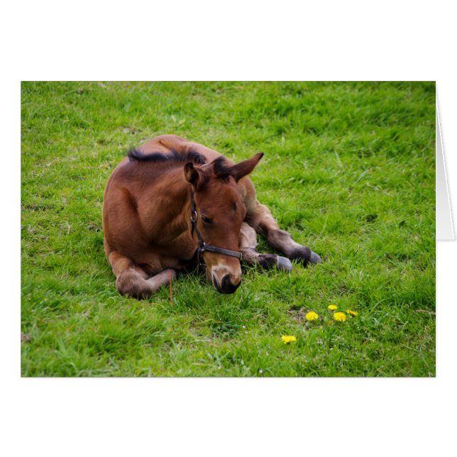 Animals greetings card, blank inside. (Vorderseite (Horizontal))