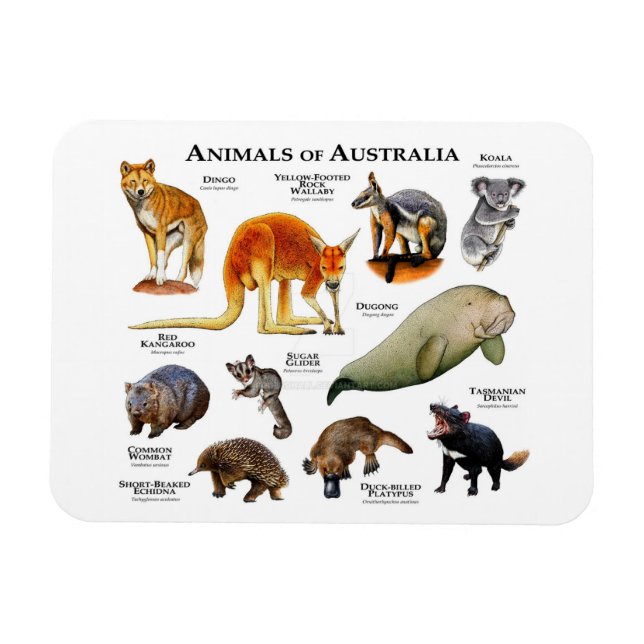 Animals of Australia Magnet (Horizontal)