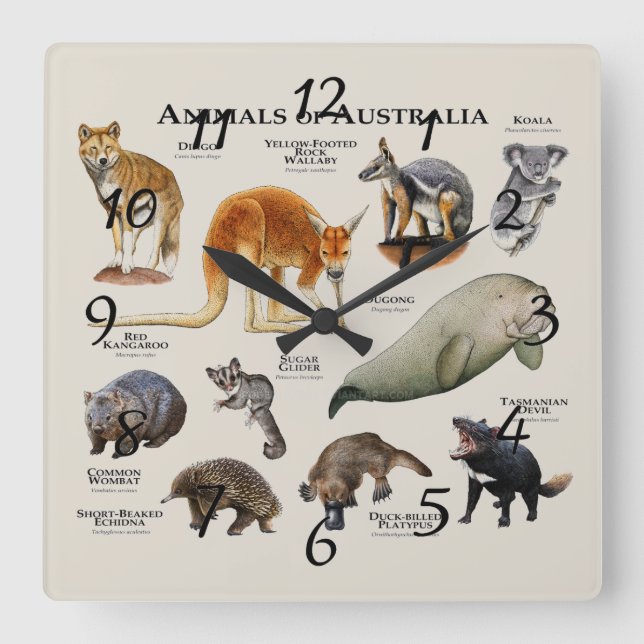 Animals of Australia Quadratische Wanduhr (Vorderseite)