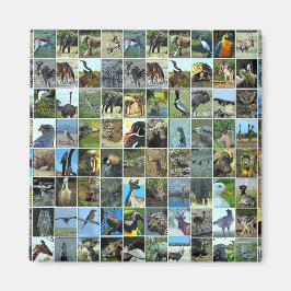 Animals of the world magnet