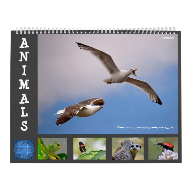 Animaux calendrier 12 mois (Protection)