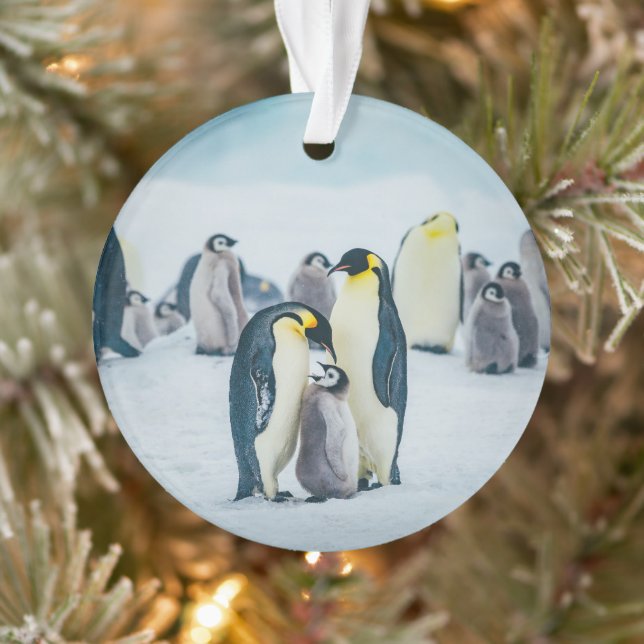 Animaux de bébés cutest | Alimentation de pingouin (Arbre)