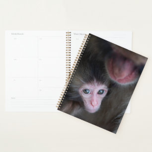 Animaux de bébés cutest Bébé Macaque singe et mè