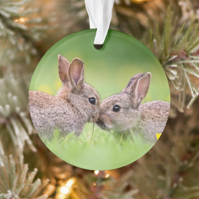 Animaux de bébés cutest | Bunny Kiss (Arbre)