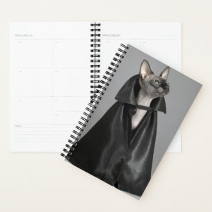 Animaux de bébés cutest Chat sans poil Sphynx