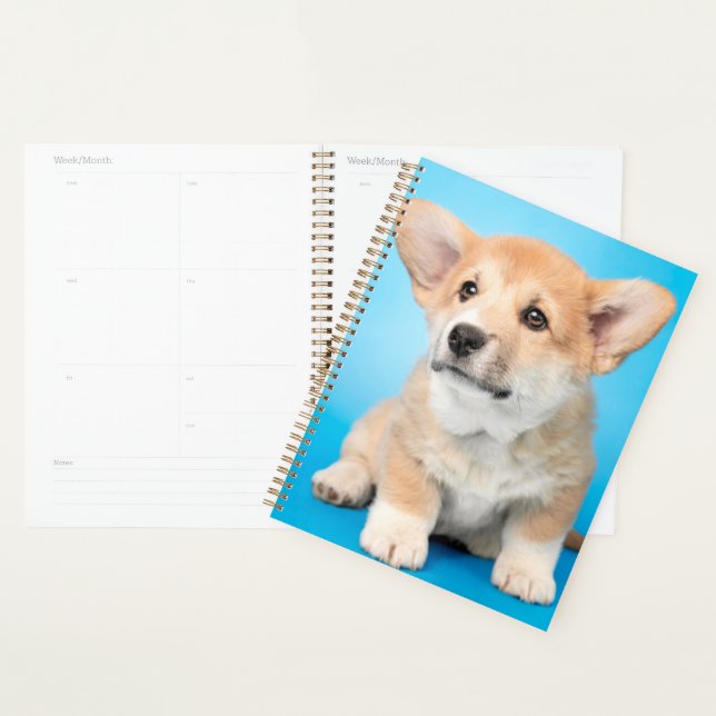 Animaux de bébés cutest | Chiot de Corgi en bleu (Devant avec enveloppe)
