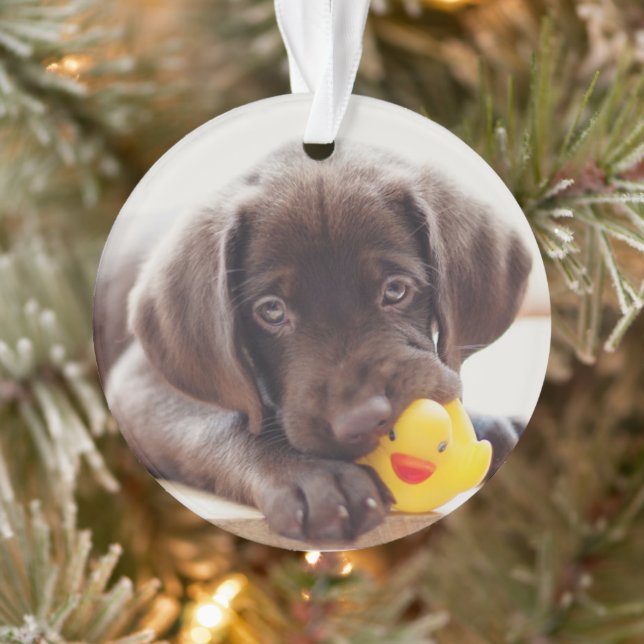 Animaux de bébés cutest | Chocolat Labrador Puppy (Arbre)