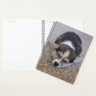 Animaux de bébés cutest Corgi Chiot sur Shag Rug