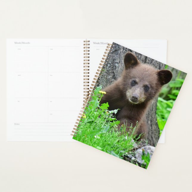 Animaux de bébés cutest | Cube d'ours Brown (Devant avec enveloppe)