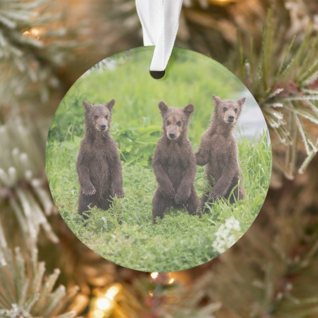 Animaux de bébés cutest | Cubes d'ours Brown Kamch (Arbre)