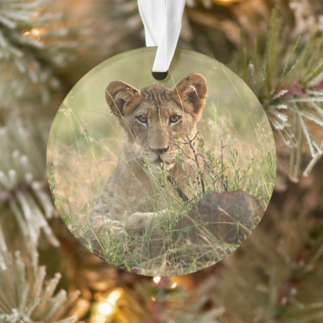 Animaux de bébés cutest | Cute Baby Lion Cub (Arbre)