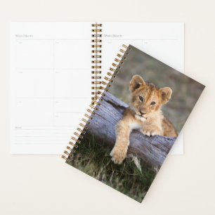 Animaux de bébés cutest Cute Lion Cub