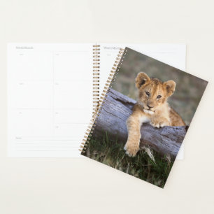 Animaux de bébés cutest Cute Lion Cub