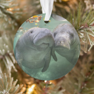 Animaux de bébés cutest Deux Manatees