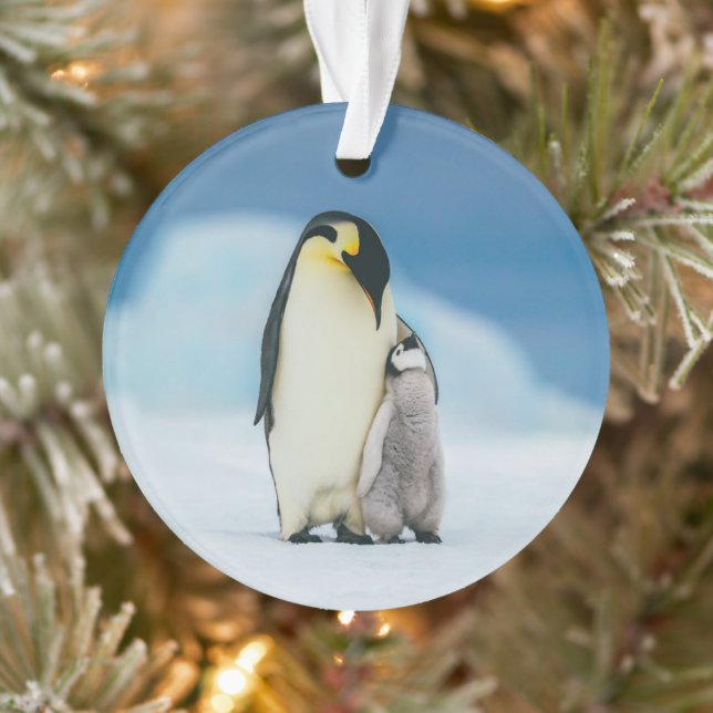 Animaux de bébés cutest | Empereur Penguin Chick (Arbre)