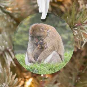 Animaux de bébés cutest   Famille Barbary Macaque