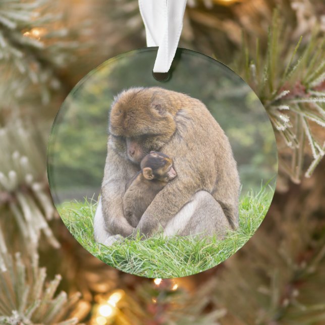 Animaux de bébés cutest | Famille Barbary Macaque (Arbre)