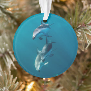 Animaux de bébés cutest Famille de dauphins