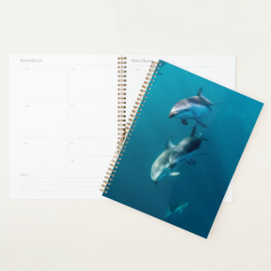 Animaux de bébés cutest Famille de dauphins