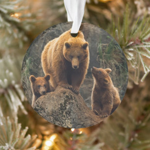 Animaux de bébés cutest   Famille d'ours Brown