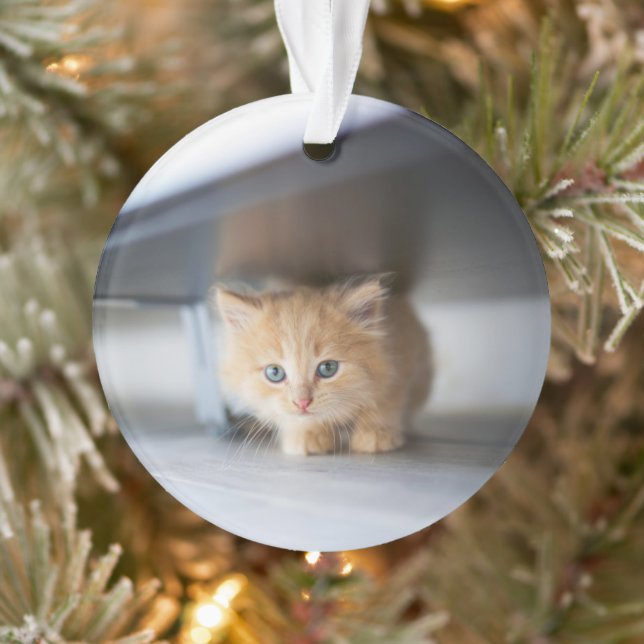 Animaux de bébés cutest | Fluffy Orange Kitten (Arbre)