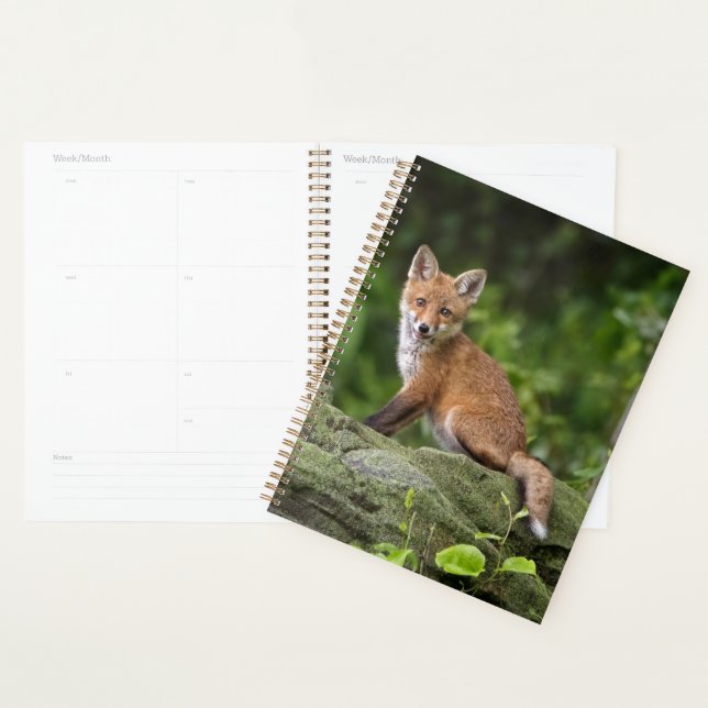 Animaux de bébés cutest | Foxy Smile (Devant avec enveloppe)