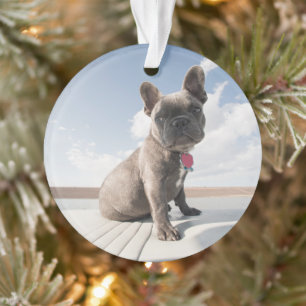 Animaux de bébés cutest   French Bulldog Booking