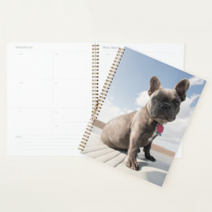 Animaux de bébés cutest French Bulldog Booking