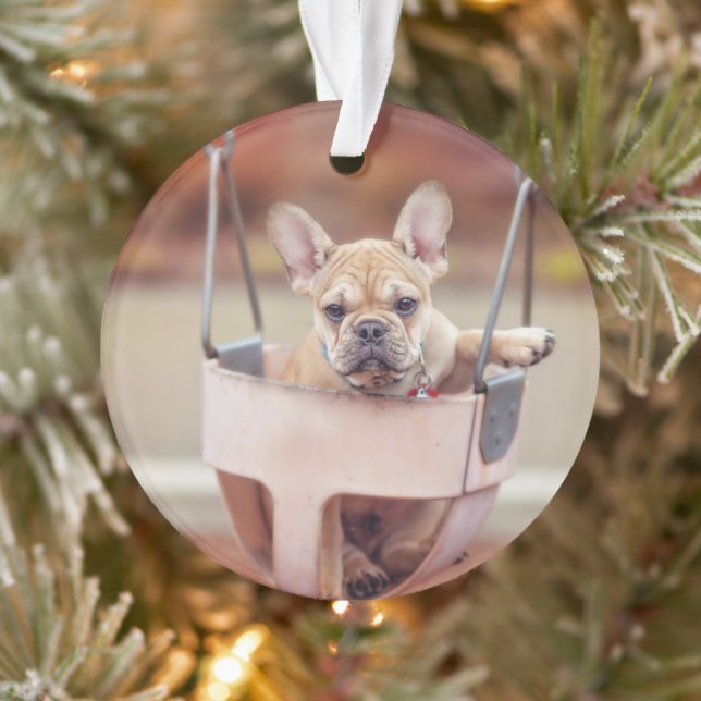 Animaux de bébés cutest | French Bulldog Playgroun (Arbre)