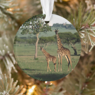 Animaux de bébés cutest   Giraffe Calf & Mama