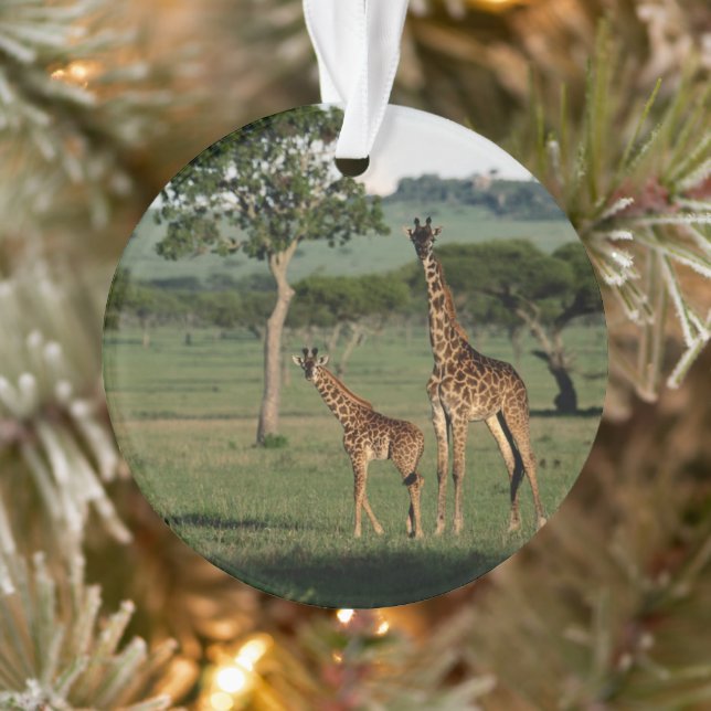 Animaux de bébés cutest | Giraffe Calf & Mama (Arbre)