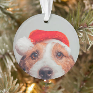 Animaux de bébés cutest   Jack Russell Chien Père 