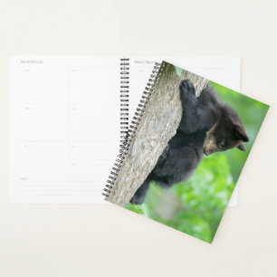 Animaux de bébés cutest Jeune ours Ours Noir