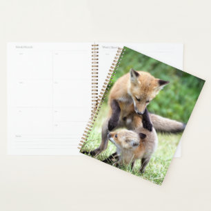 Animaux de bébés cutest   Kit et maman Fox adorabl