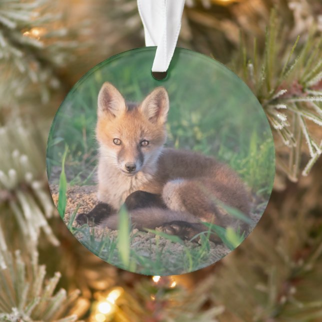 Animaux de bébés cutest | Kit Red Fox Relaxant (Arbre)