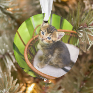 Animaux de bébés cutest   Kitten dans le panier
