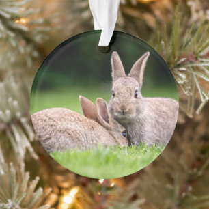 Animaux de bébés cutest   Lapins de lapin sauvage