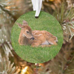 Animaux de bébés cutest   Little Fawn