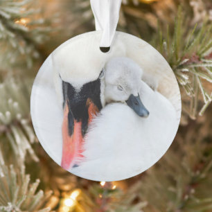 Animaux de bébés cutest   Mère et bébé Mute Swan