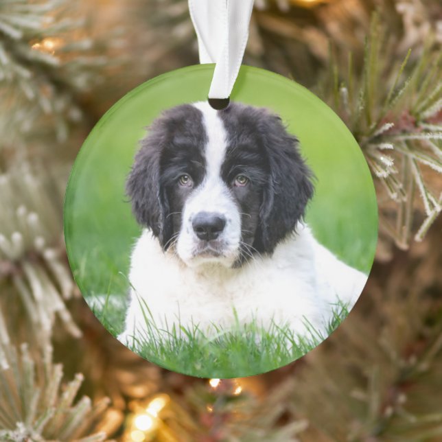 Animaux de bébés cutest | Newfoundland Puppy (Arbre)