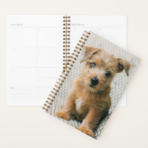 Animaux de bébés cutest Norfolk Terrier Puppy