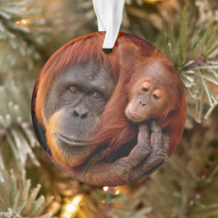 Animaux de bébés cutest   Orangutan Maman & Baby