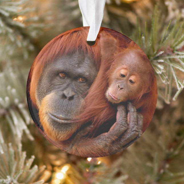 Animaux de bébés cutest | Orangutan Maman & Baby (Arbre)